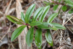 Veronica bishopiana (Veronica bishopiana)