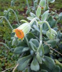 Kleinia fulgens