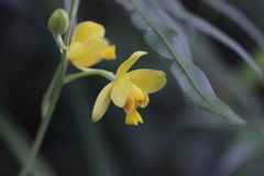 Spathoglottis pubescens
