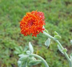Kleinia fulgens