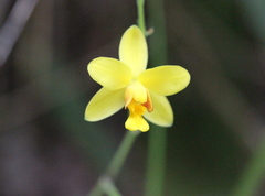 Spathoglottis pubescens