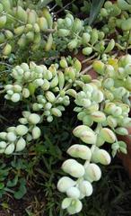 Cotyledon pendens