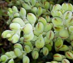 Cotyledon pendens