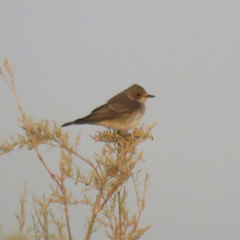 Muscicapa striata