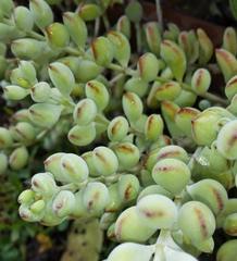 Cotyledon pendens