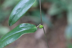 Smilax lanceifolia opaca