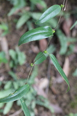 Smilax lanceifolia opaca