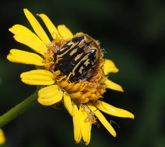 Euphoria subtomentosa