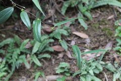 Smilax lanceifolia opaca