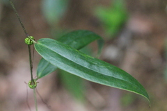 Smilax lanceifolia opaca