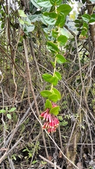 Macleania cordifolia