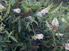 Buddleja asiatica