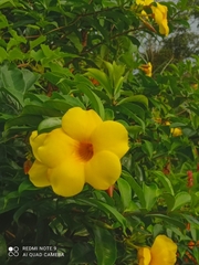 Allamanda schottii