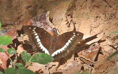 Bassarona teuta