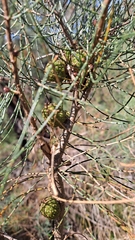 Allocasuarina striata