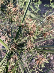 Cyperus ochraceus