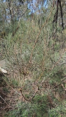 Allocasuarina striata