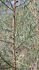 Allocasuarina striata