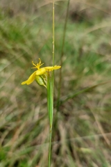 Sisyrinchium pringlei