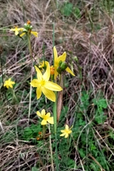 Sisyrinchium pringlei