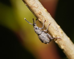 Ecrizothis inaequalis