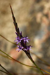 Micranthus thereianthoides
