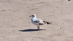 Larus delawarensis