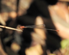 Teinobasis rufithorax