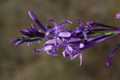 Micranthus thereianthoides