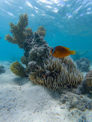 Fiji Tomato Anemonefish