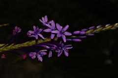 Micranthus thereianthoides