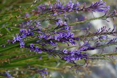 Micranthus thereianthoides