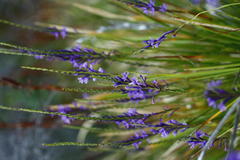 Micranthus thereianthoides