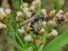 Xanthocampsomeris limosa
