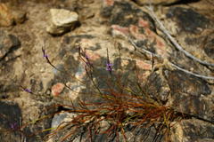 Micranthus thereianthoides
