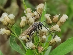 Xanthocampsomeris limosa