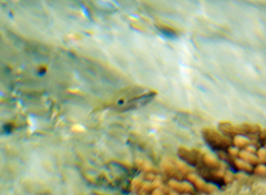 Lutjanus russellii