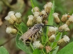Xanthocampsomeris limosa