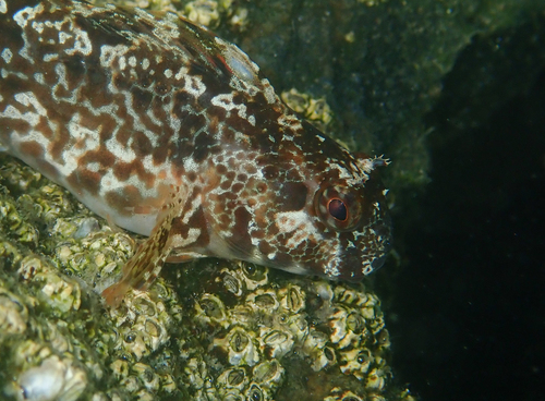 Bay blenny (Hypsoblennius gentilis) — Blenniidae — 4