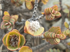 Pimelea traversii traversii