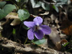 Viola odorata