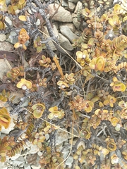 Pimelea traversii traversii