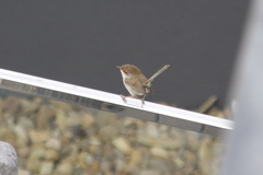Malurus lamberti