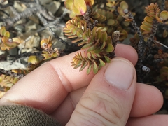 Pimelea traversii traversii