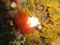 Protula bispiralis