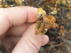 Pimelea traversii traversii