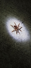 Avicularia hirschii