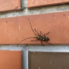 Paraleprodera itzingeri