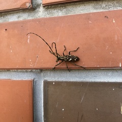 Paraleprodera itzingeri