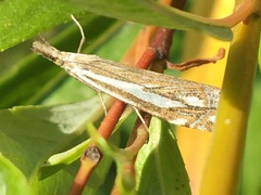 Crambus whitmerellus